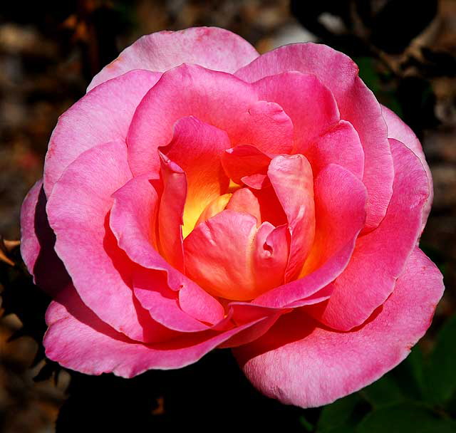 Rose, gardens at the Crossroads of the World, 6671 Sunset Boulevard, Hollywood
