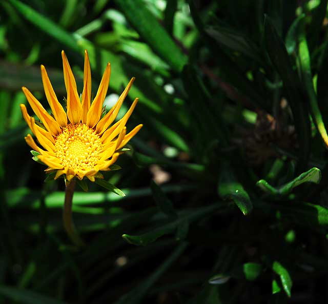 Shasta daisy, gardens at the Crossroads of the World, 6671 Sunset Boulevard, Hollywood