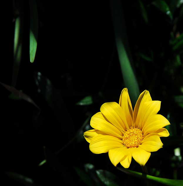 Shasta daisy, gardens at the Crossroads of the World, 6671 Sunset Boulevard, Hollywood