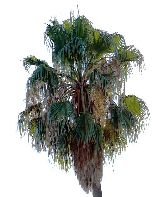 Backlit Palm