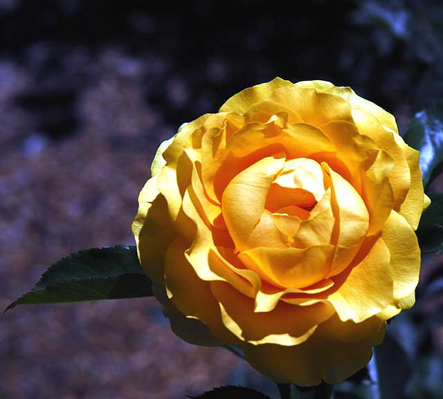 Rose in public garden in Beverly Hills, Saturday, September 4, 2010