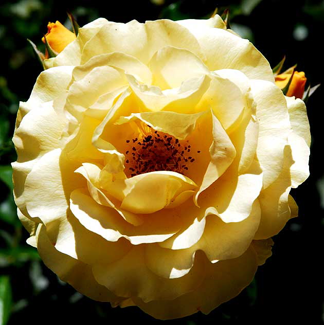 Rose in public garden in Beverly Hills, Saturday, September 4, 2010