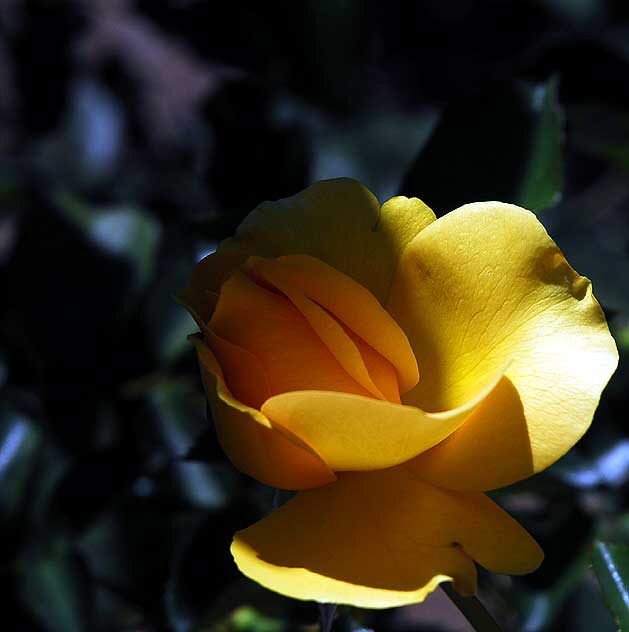 Rose in public garden in Beverly Hills, Saturday, September 4, 2010