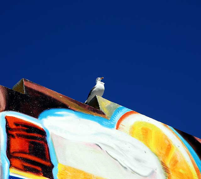 Gull - Graffiti Wall at Venice Beach
