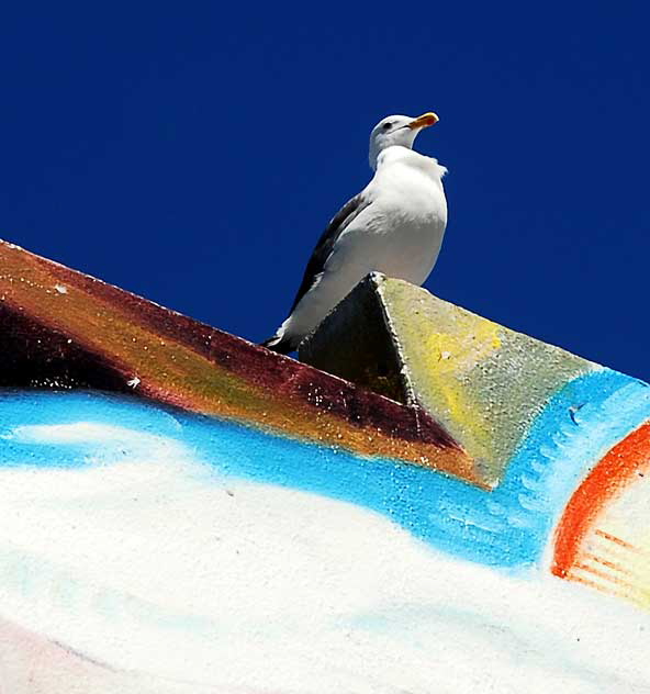 Gull - Graffiti Wall at Venice Beach