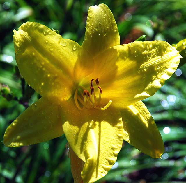 Wet Daylily