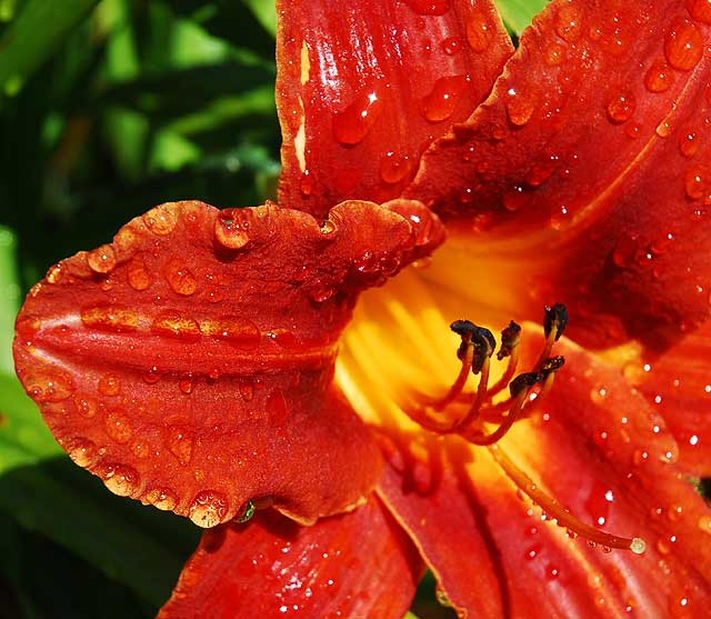 Wet Daylily