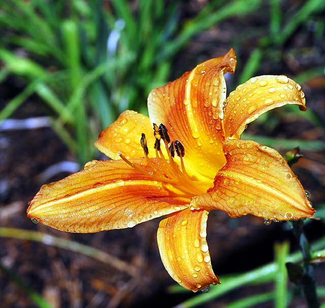 Wet Daylily