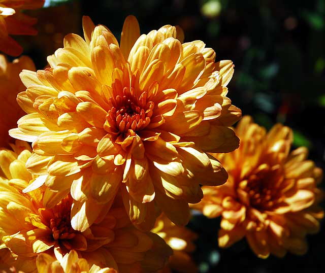 Mums in Shadow