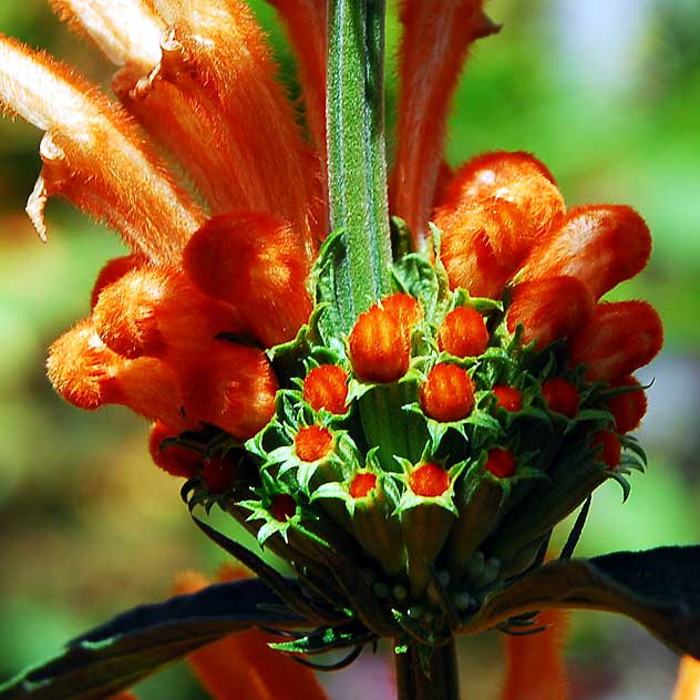 Fuzzy Odd Orange