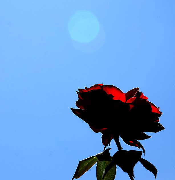 Rose in Sunlight