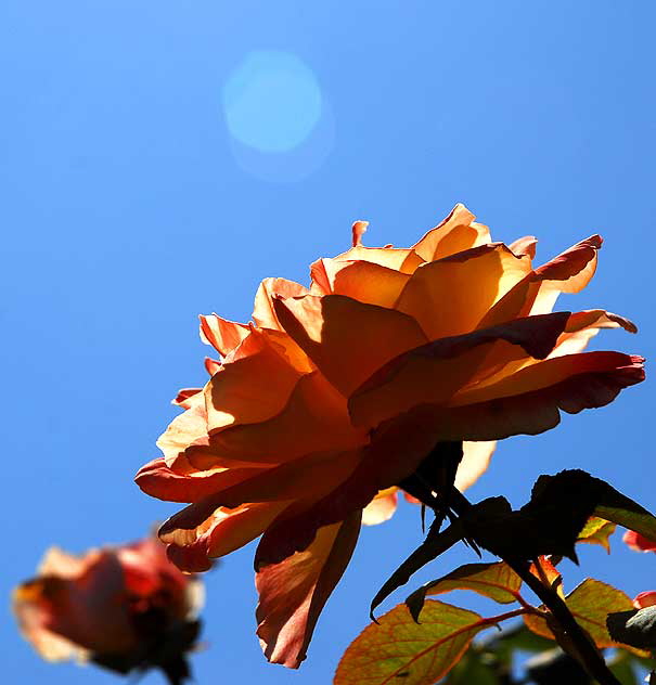 Rose in Sunlight