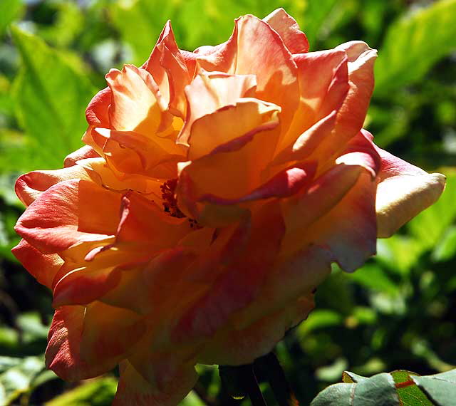 Rose in Sunlight