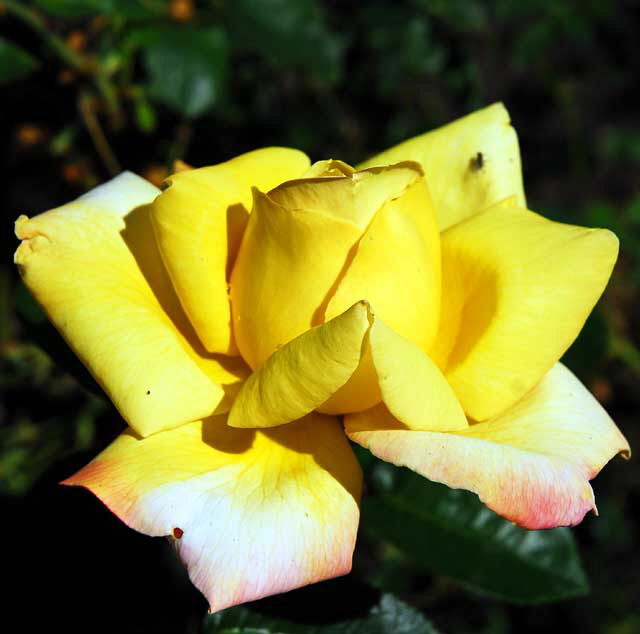 Yellow Rose 