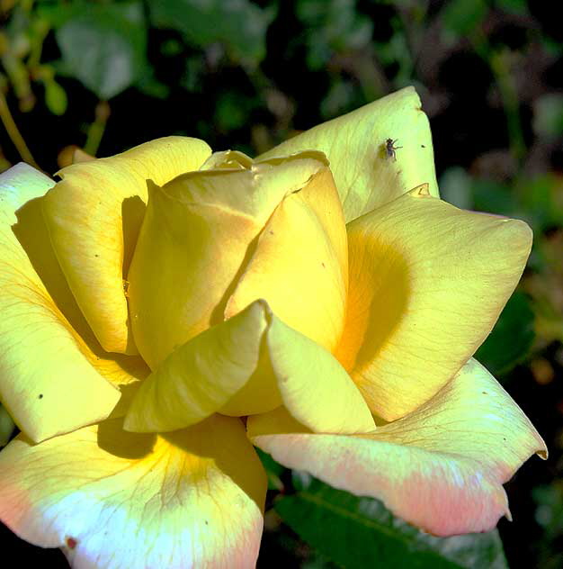 Yellow Rose 