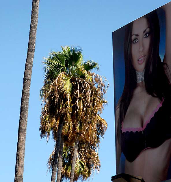 Billboard on Sunset Boulevard