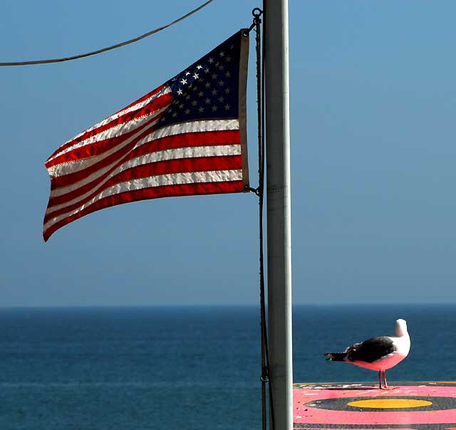 Gull on Lifeguard Station, Malibu