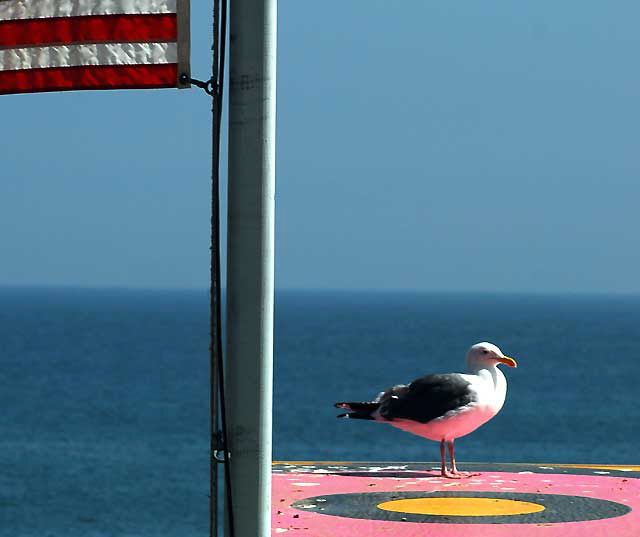 Gull on Lifeguard Station, Malibu