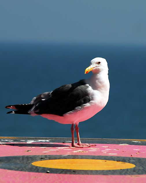 Gull on Lifeguard Station, Malibu