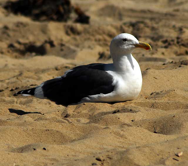 Malibu Gull