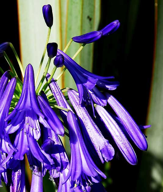 Agapanthus (Lily of the Nile)