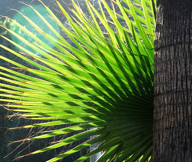 Fan Palm and Lens Flare