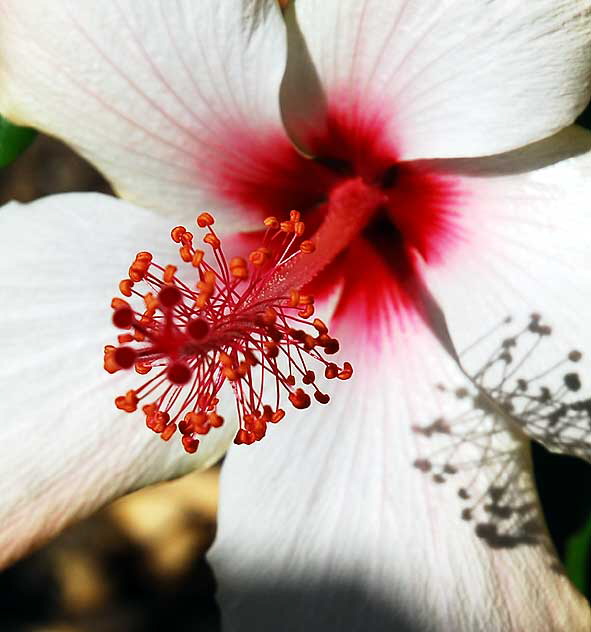 White Hibiscus