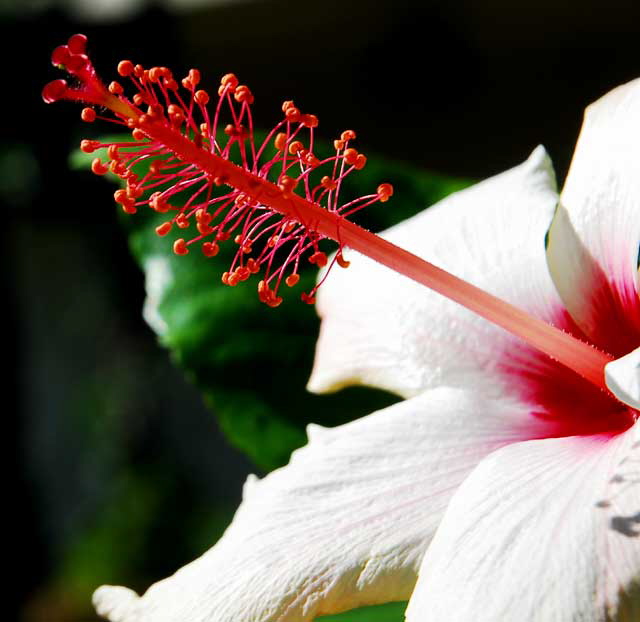 White Hibiscus