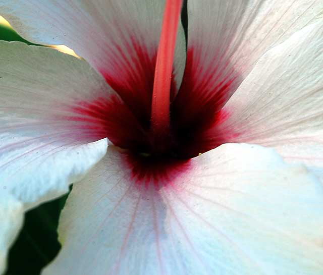 White Hibiscus