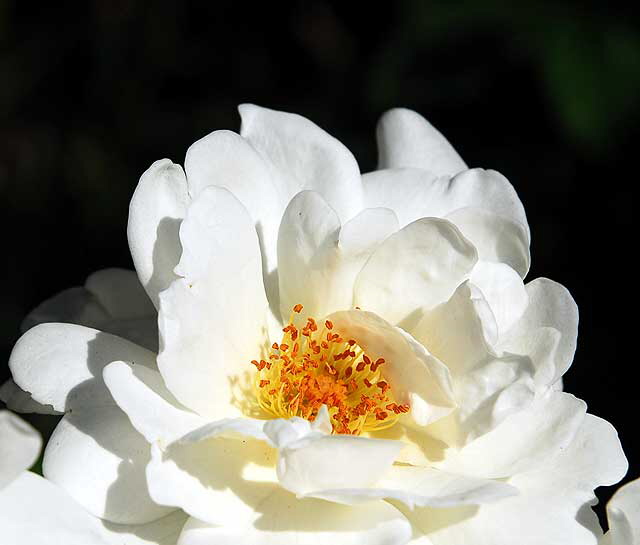 White Rose, September Light