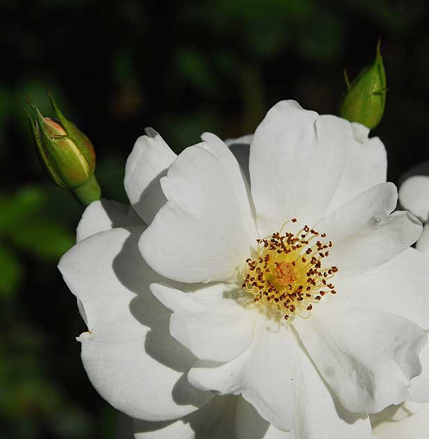 White Rose, September Light