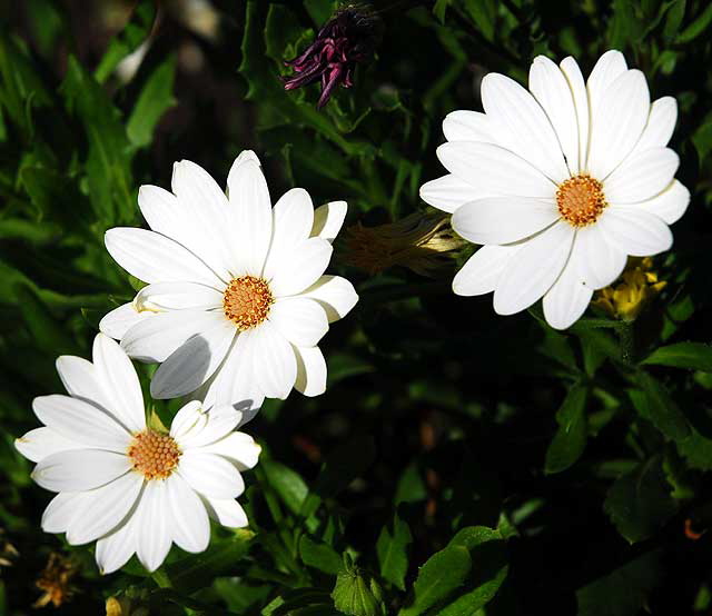 White Shasta Daisy