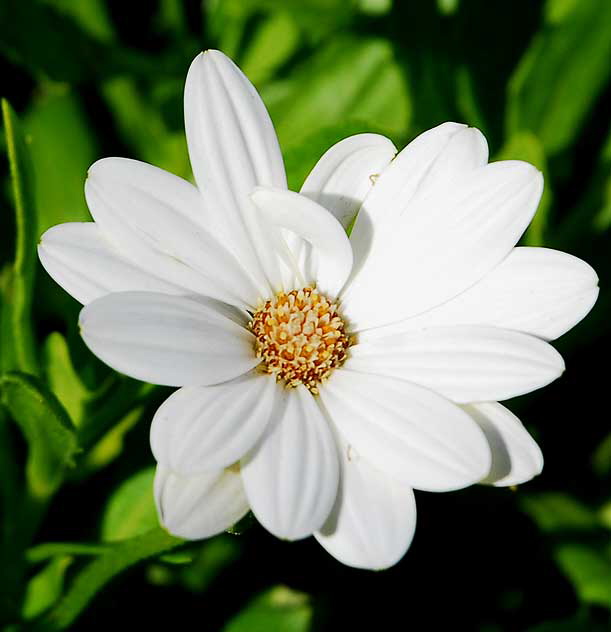 White Shasta Daisy