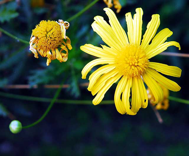 Three Stages of Yellow