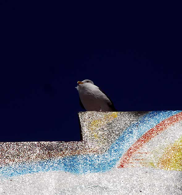 Gull Study, Venice Beach