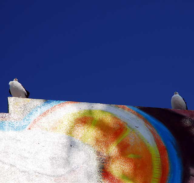 Gull Study, Venice Beach