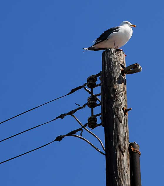 Gull Study, Venice Beach