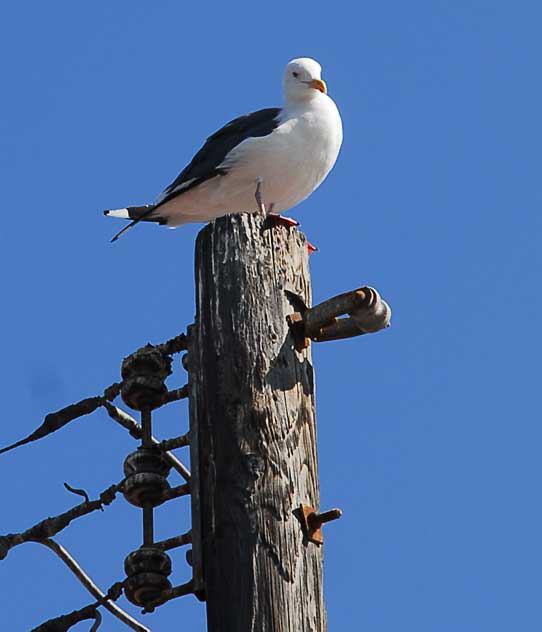 Gull Study, Venice Beach