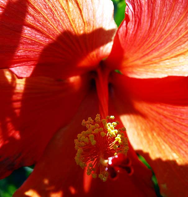 Hibiscus close-up, West Hollywood, Saturday, September 25, 2010