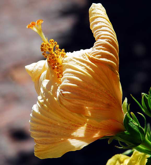 Hibiscus close-up, West Hollywood, Saturday, September 25, 2010