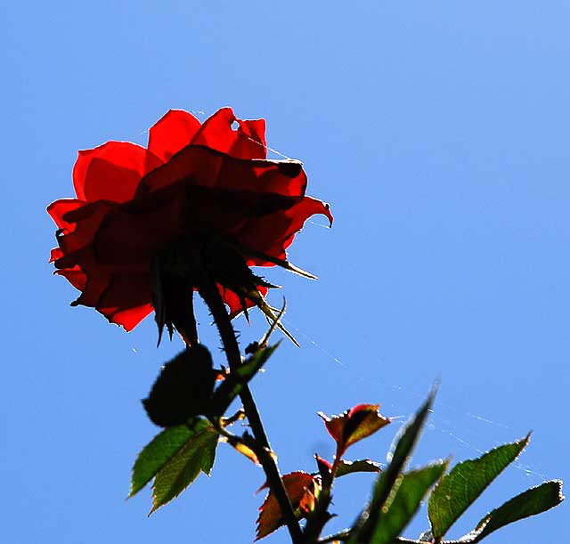 Rose, West Hollywood, Saturday, September 25, 2010