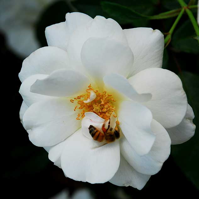 White Rose with Bee