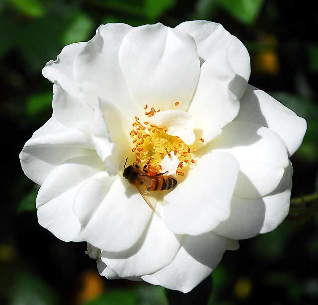 White Rose with Bee