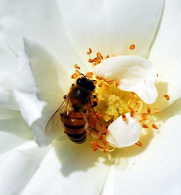 White Rose with Bee