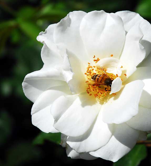 White Rose with Bee