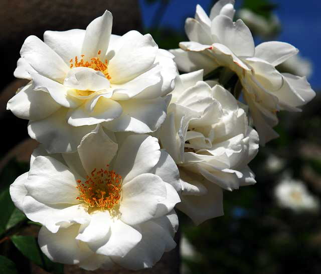 White Rose 