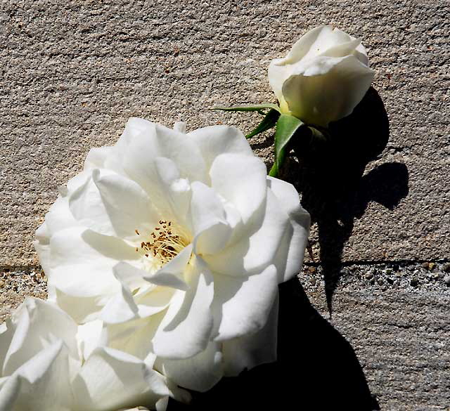 White Rose 