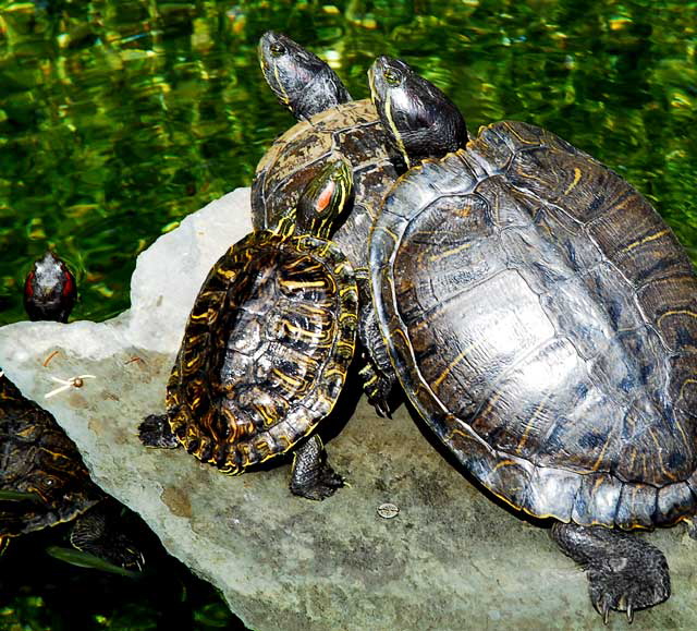 Turtles, Greystone Mansion, Beverly Hills