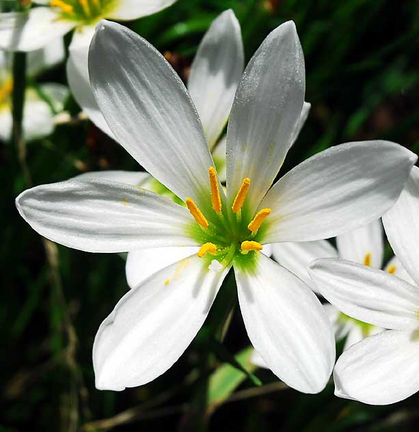 White Lily