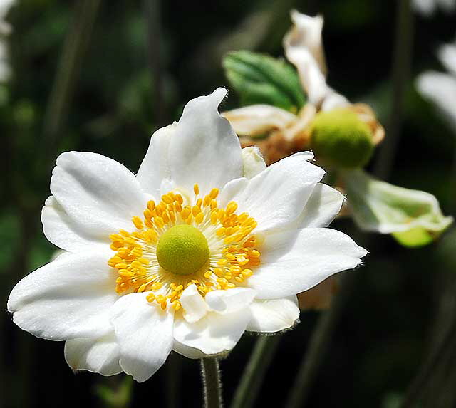 White daisy variant, Greystone Mansion, Beverly Hills